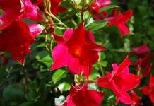 Мандевилла Сандера (Mandevilla sanderi)