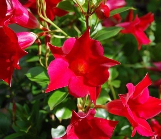 Мандевилла Сандера (Mandevilla sanderi)