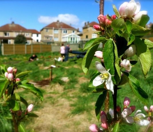 Планировка сада