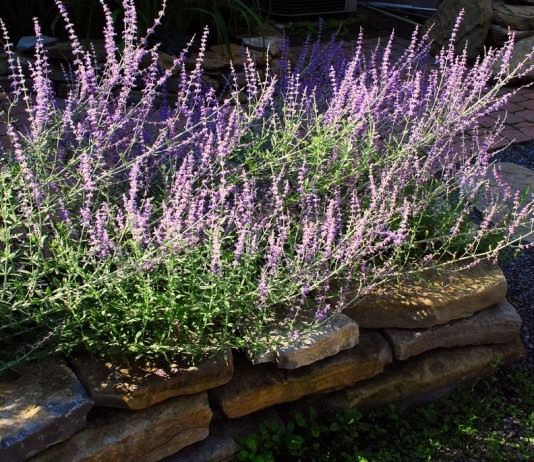 Перовския — скромный и выносливый русский шалфей - Цветник и ландшафт Перовския лебедолистная (Perovskia atriplicifolia)