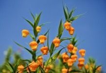Сандерсония оранжевая, или Золотой ландыш