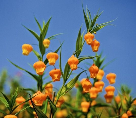 Сандерсония оранжевая, или Золотой ландыш