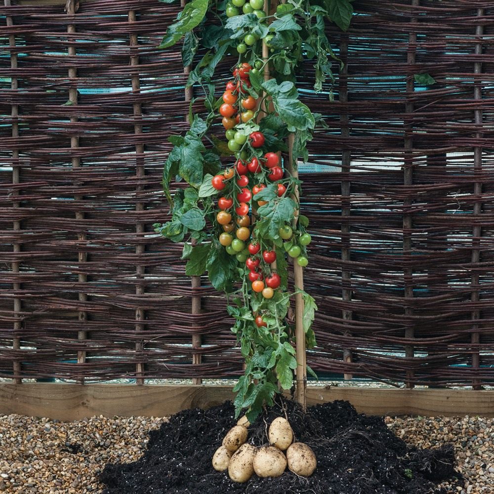 TomTato-01