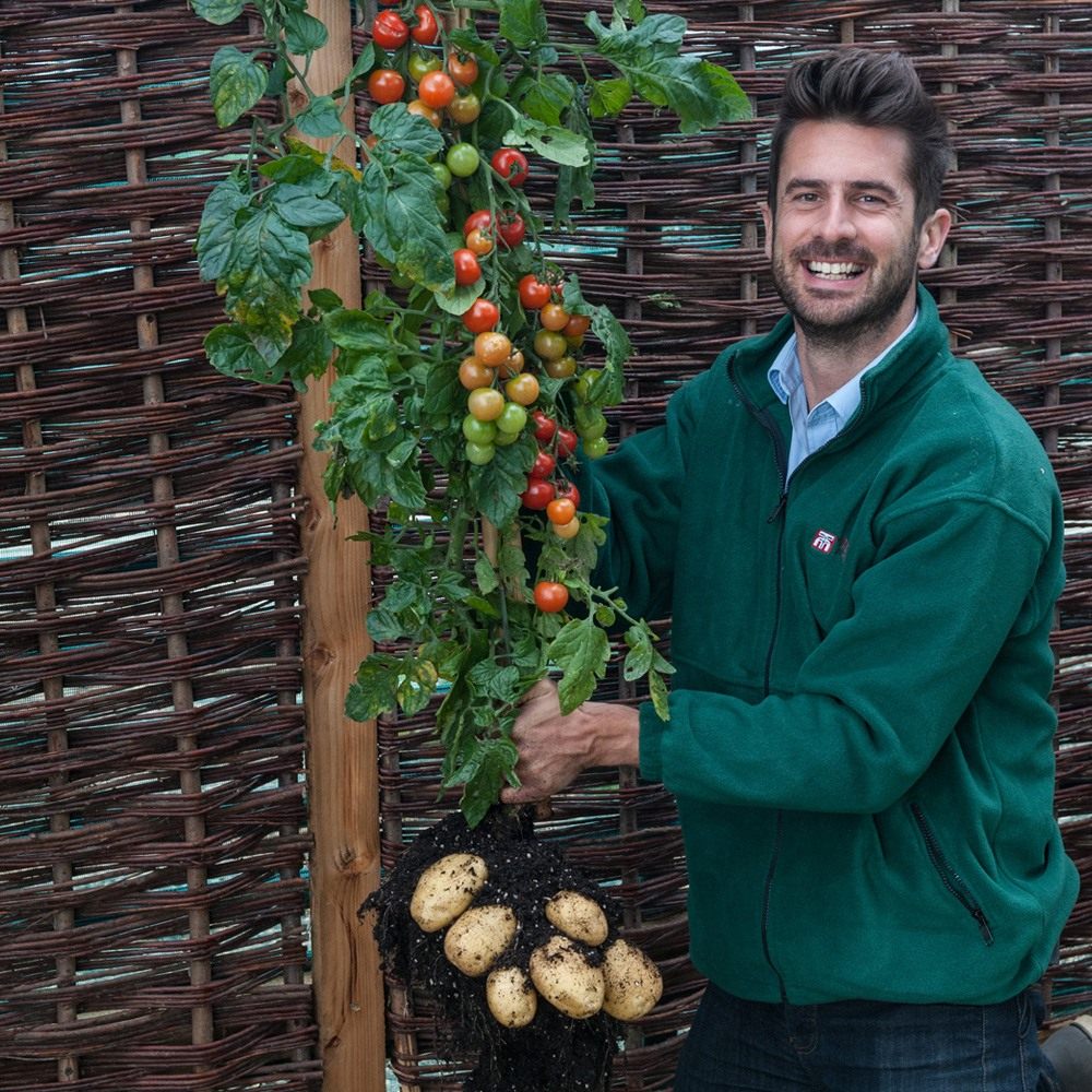 TomTato-02