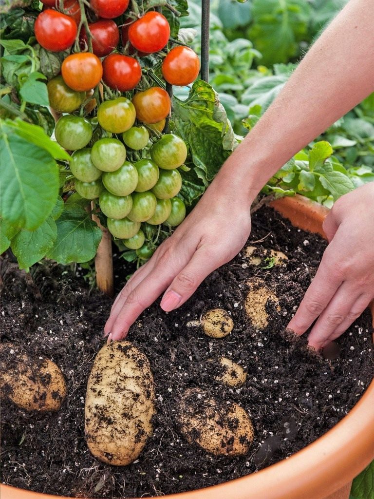 TomTato-03