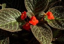 Эписция медная, или Эписция медно-красная (Episcia cupreata)