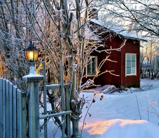 В феврале продолжаем ухаживать за садом и готовится к новым посадкам