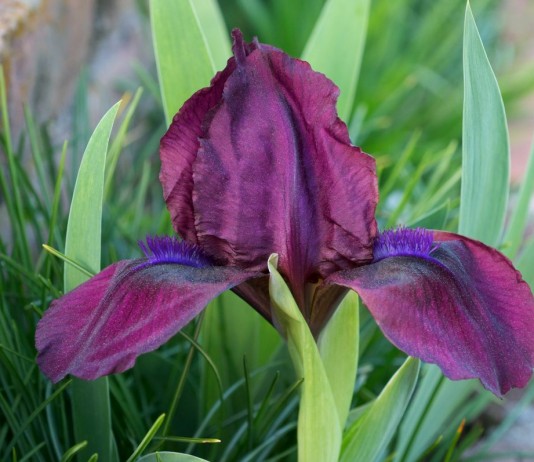 Карликовые бородатые ирисы - Цветы многолетние Ирис бородатый карликовый