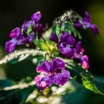 Недотрога железистая, или Бальзамин железистый (Impatiens glandulifera)