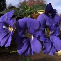 Недотрога острая, или Бальзамин острый (Impatiens namchabarwensis)