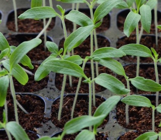 Начинаем посев на рассаду овощных культур