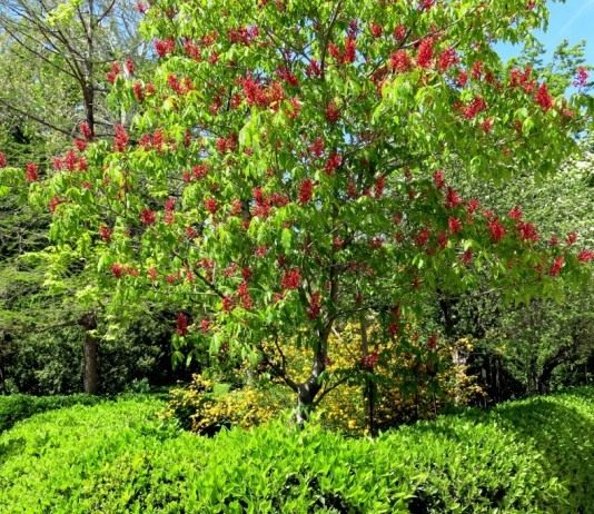 Конский каштан красный, или конский каштан павия темно-красный (Aesculus pavia atrosanguinea)