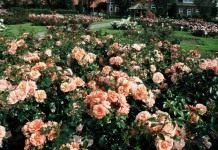 Роза сорт 'Apricola'