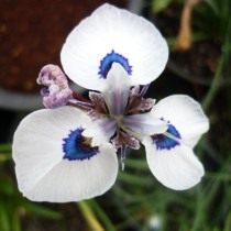 Морея остистая (Moraea aristata)