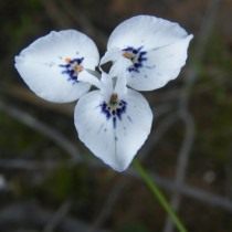 Морея Барнарда (Moraea barnardii)