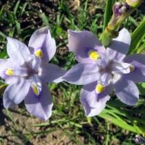 Морея Карсона (Moraea carsonii)