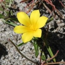 Морея лимонно-желтая (Moraea citrina)