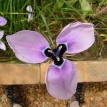 Морея крупная (Moraea gigandra)