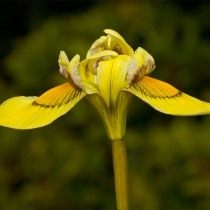 Морея Хуттона (Moraea huttonii)