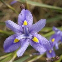 Морея многоколосая (Moraea polystachya)