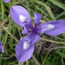 Морея голубоглазковая (Moraea sisyrinchium)
