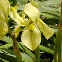 Морея лопатчатая (Moraea spathulata)