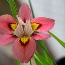 Морея трехцветная (Moraea tricolor)