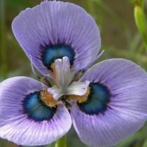 Морея мохнатая (Moraea villosa)