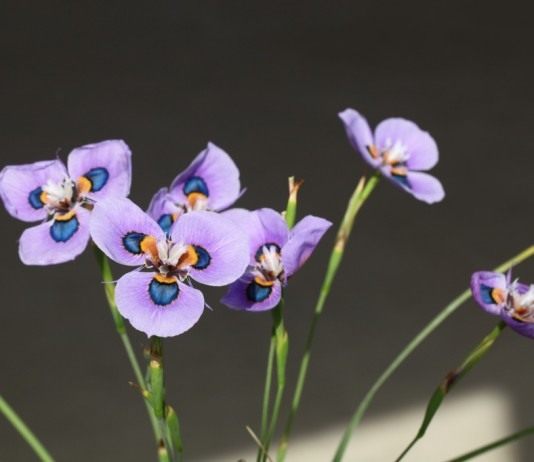 Морея мохнатая — «павлиний цветок»