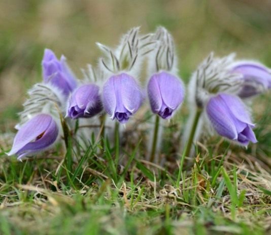 Прострел, или пульсатилла, или Сон-трава