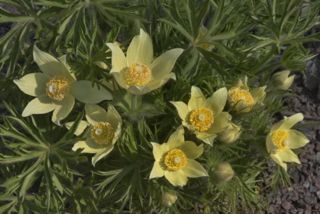 Прострел желтеющий (Pulsatilla flavescens)