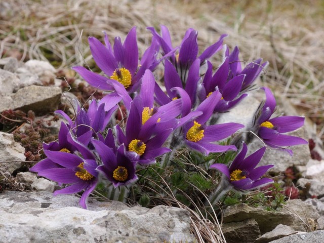 Прострел горный (Pulsatilla montana)
