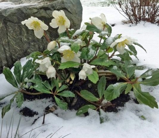 Цветение морозника