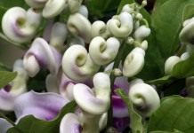 Вигна Каракалла (Vigna caracalla)