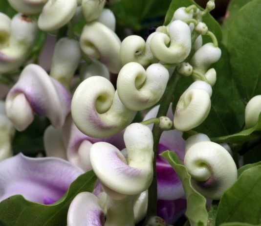 Вигна Каракалла (Vigna caracalla)