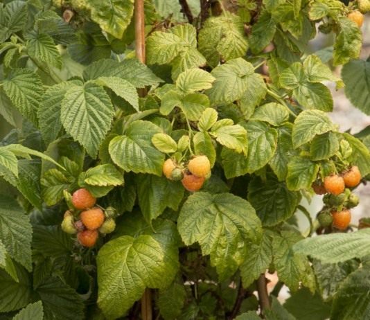 Жёлтая малина сорт «Фолголд» (Fall Gold)