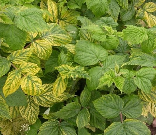 Хлороз малины