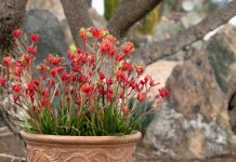 Анигозантос, или Кенгуровая лапка (Anigozanthos)