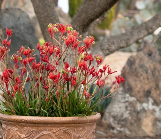 Эффектная «Кенгуровая лапка», или Анигозантос - Комнатные растения Анигозантос, или Кенгуровая лапка (Anigozanthos)