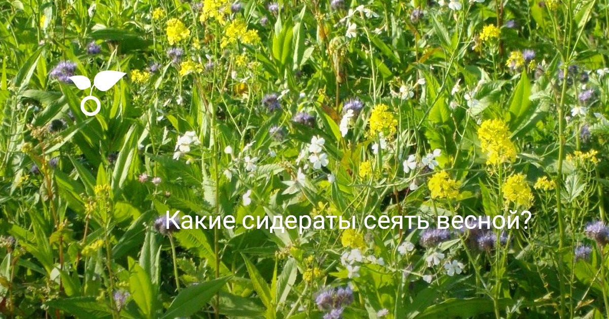 Какие сидераты сеять весной?