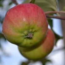 Яблоко, сорт «Коричное» Яблоко, сорт «Коричное»