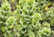 Молюцелла гладкая (moluccella laevis)