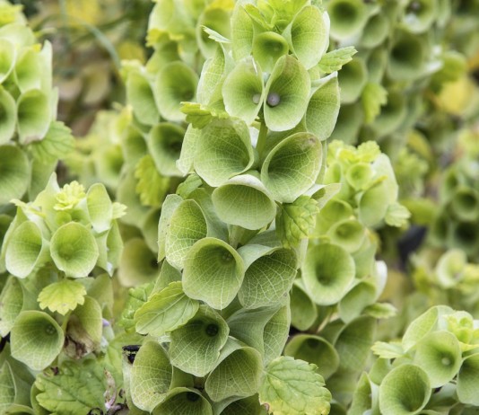 Молюцелла, или Ирландские колокольчики - Цветник и ландшафт Молюцелла гладкая (moluccella laevis)