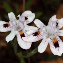 Морея летучая (Moraea fugax)
