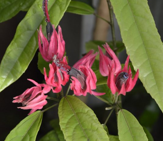 Павония - Красивоцветущие