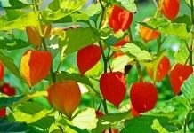 Физалис обыкновенный (Physalis alkekengi)
