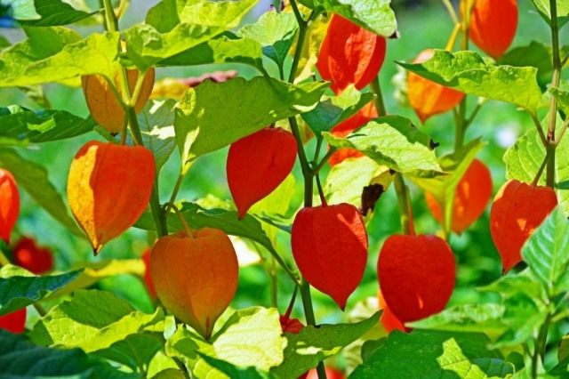 Физалис обыкновенный (Physalis alkekengi)