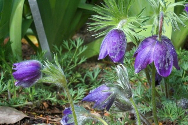 Прострел обыкновенный (Pulsatilla vulgaris)