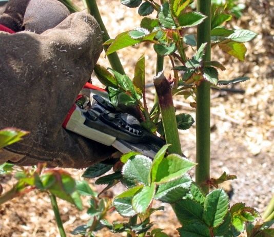 Все обмороженные, сухие, поврежденные, больные побеги розы нужно обрезать до здоровых тканей, чуть ниже места обморожения или поражения