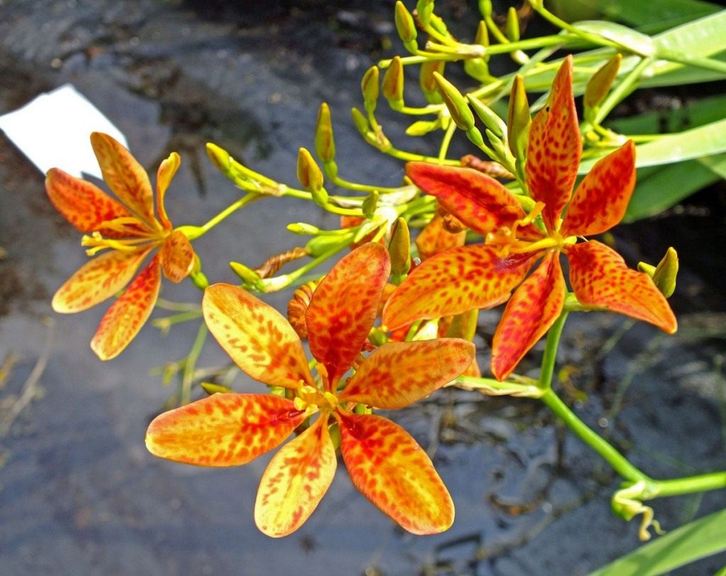 sandy-lily-01